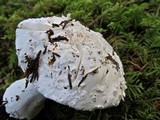 Amanita silvicola image