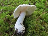 Amanita silvicola image