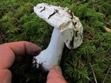Amanita silvicola image
