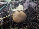 Scleroderma areolatum image
