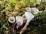 Phellodon tomentosus image