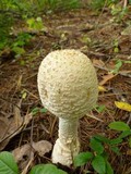 Amanita chrysoblema image