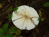Amanita chrysoblema image