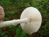 Amanita chrysoblema image