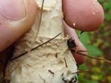 Amanita chrysoblema image