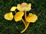 Hygrocybe ceracea image