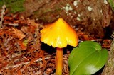 Hygrocybe acutoconica image