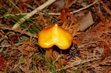 Hygrocybe acutoconica image
