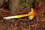 Hygrocybe acutoconica image