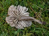 Hygrocybe fornicata var. fornicata image