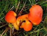 Hygrocybe reidii image
