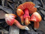 Hygrocybe splendidissima image