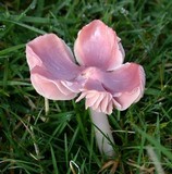 Hygrocybe calyptriformis var. calyptriformis image