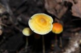 Mycena crocea image
