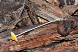 Mycena crocea image