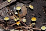 Mycena crocea image