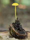 Mycena crocea image