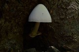 Volvariella bombycina image