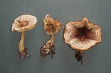 Leucoagaricus americanus image