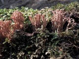 Ramaria rubella image