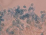 Ramaria rubella image