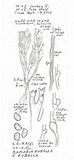 Ramaria rubella image