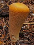 Clavariadelphus truncatus image