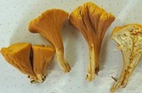 Clavariadelphus truncatus image
