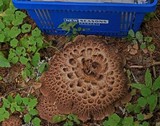 Sarcodon imbricatus image