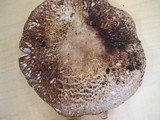 Agaricus pattersoniae image