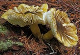 Tricholoma subsejunctum image