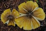 Tricholoma subsejunctum image