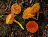 Hygrocybe miniata image