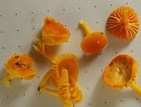 Hygrocybe miniata image