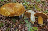 Suillus tomentosus image
