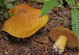 Suillus tomentosus image