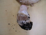 Agaricus pattersoniae image