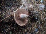 Clitocybe martiorum image