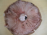 Agaricus pattersoniae image