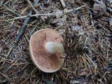 Clitocybe martiorum image