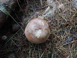 Clitocybe martiorum image
