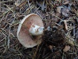 Clitocybe martiorum image