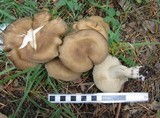 Lyophyllum decastes image