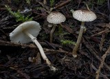 Lepiota felina image