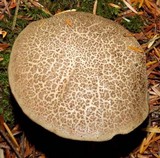 Boletus chrysenteron image