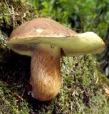 Boletus fibrillosus image