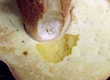 Boletus fibrillosus image