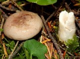 Lactarius glyciosmus image