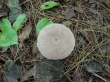 Lactarius aspideoides image