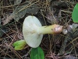 Lactarius aspideoides image